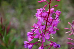 �N���b�N����ƃX���C�h�ʐ^���������